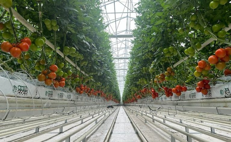 Birleşik Seracılık, Konya’da jeotermal kaynak arayacak