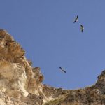 Göçmen kuşlar için elektrik direkleri yalıtılacak