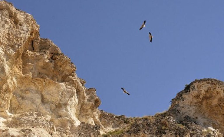 Göçmen kuşlar için elektrik direkleri yalıtılacak