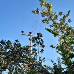 TEDAŞ, 13 ilde 39 enerji hattı için acele kamulaştırma kararı aldı