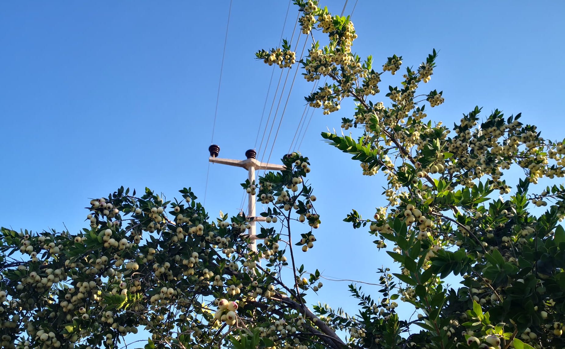 TEDAŞ, 13 ilde 39 enerji hattı için acele kamulaştırma kararı aldı